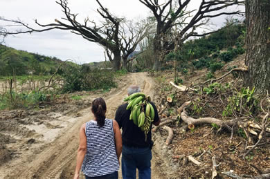 Puerto Rican coffee farm in the wake of Hurricane María.